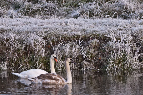 Лебеди в белом зимнем пейзаже — стоковое фото