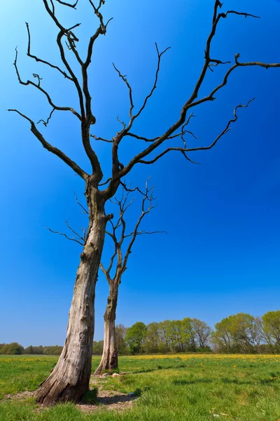 タンポポの花の分野で死んだ木 — ストック写真