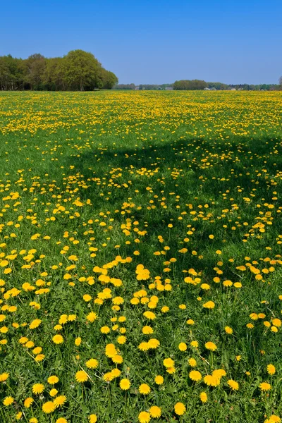 Dandelion flower field in bloom — Stock Photo, Image