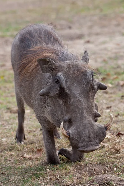 Afrikanischer Warzenschwein auf den Knien — Stockfoto