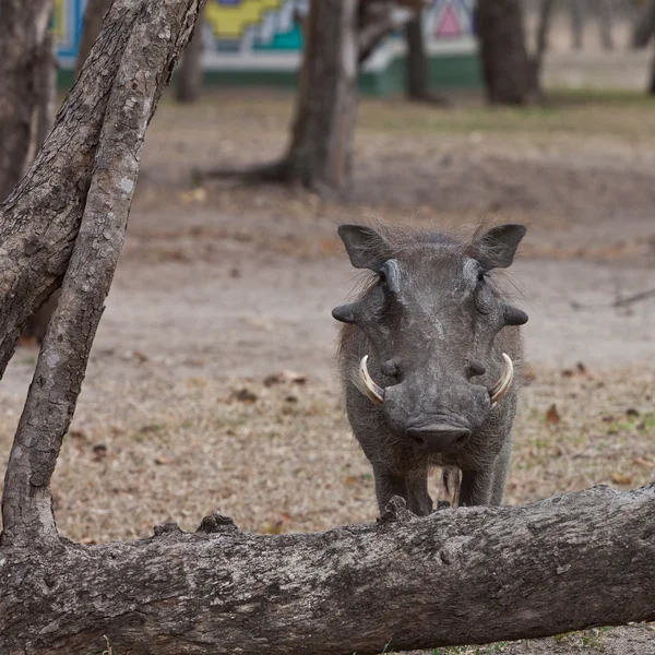 Afrikanischer Warzenschwein steht im Gebüsch — Stockfoto