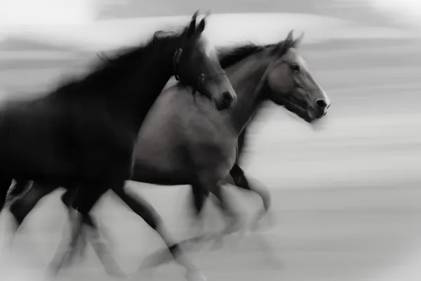 Cavalos de corrida rápida Fotos De Bancos De Imagens