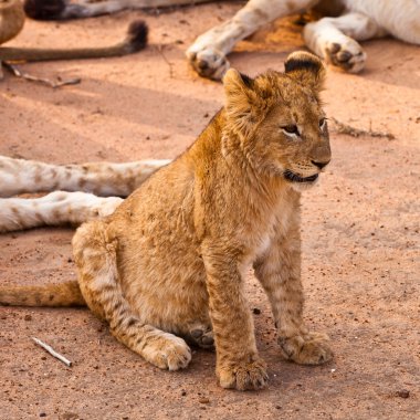 Baby lion sitting in the grass clipart