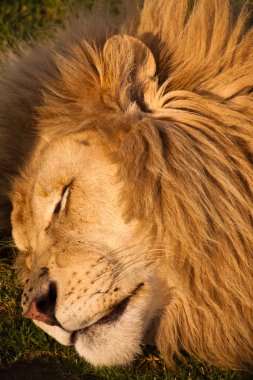 erkek aslan uyuyor
