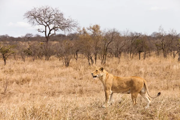 Lion femelle marchant dans l'herbe — Photo
