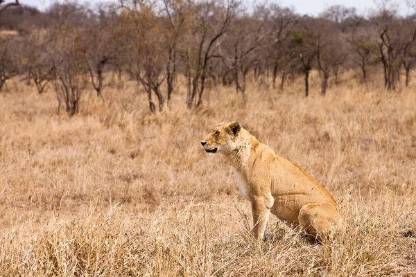 Leão fêmea sentado na grama — Fotografia de Stock