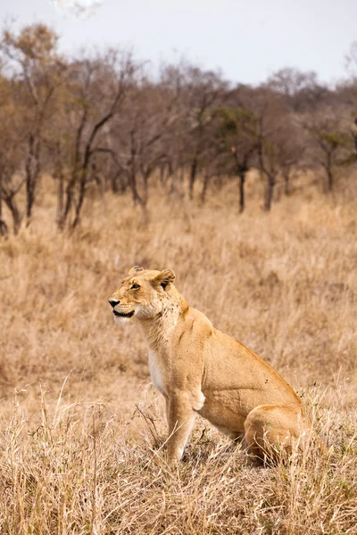 草の中に座っている雌ライオン — ストック写真