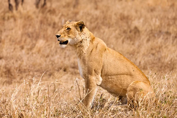 Θηλυκό λιοντάρι κάθεται στο γρασίδι — Φωτογραφία Αρχείου