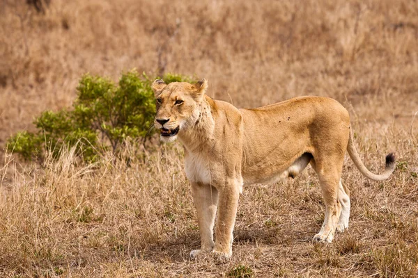 Lion femelle marchant dans l'herbe — Photo
