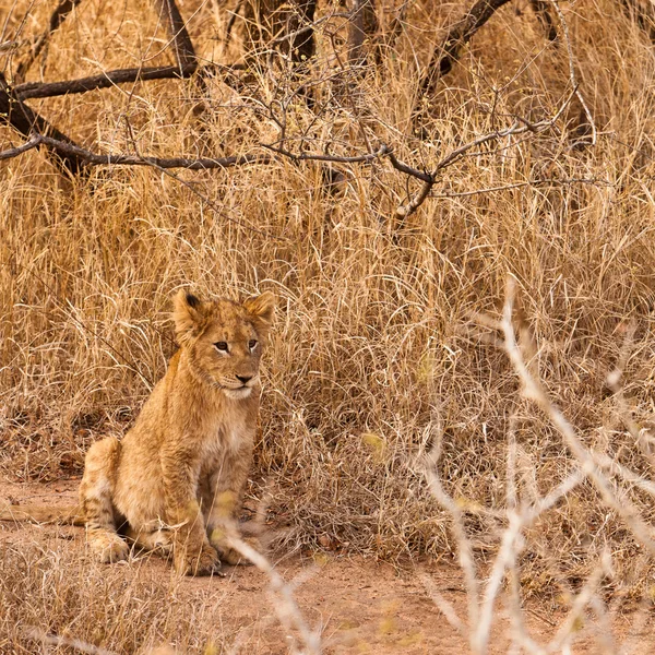 Baby leeuw zit in het gras — Stockfoto
