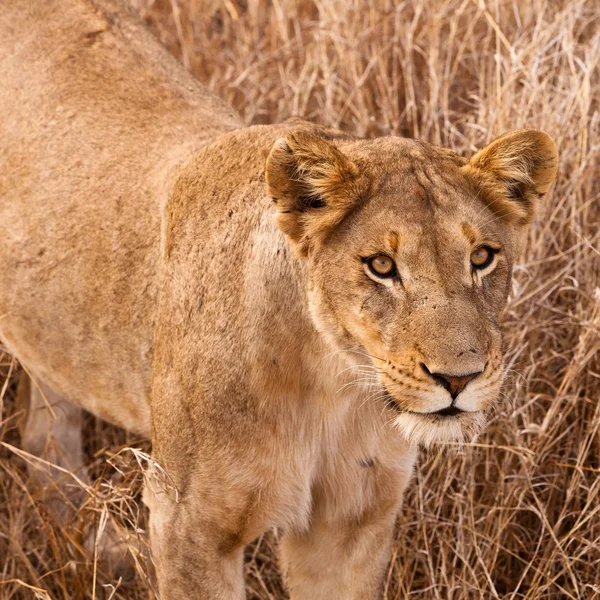 草坪上散步的女狮 — 图库照片