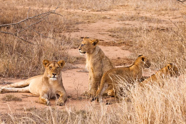 Famille Lion reposant dans l'herbe — Photo