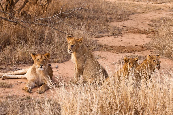 Famille Lion reposant dans l'herbe — Photo