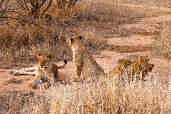 草で休んでライオン家族 — ストック写真