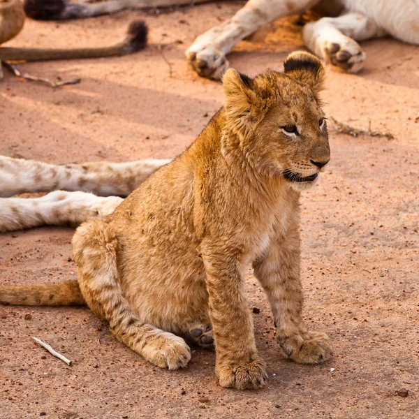 Leão bebé sentado na relva — Fotografia de Stock