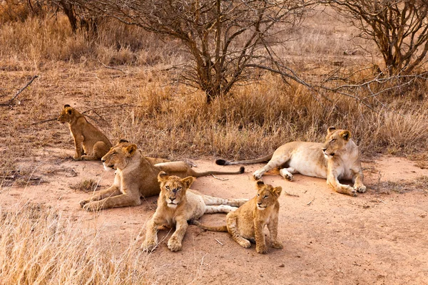 Família de leões descansando na grama — Fotografia de Stock