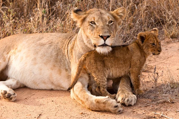 Сім'я левів відпочиває на траві — стокове фото
