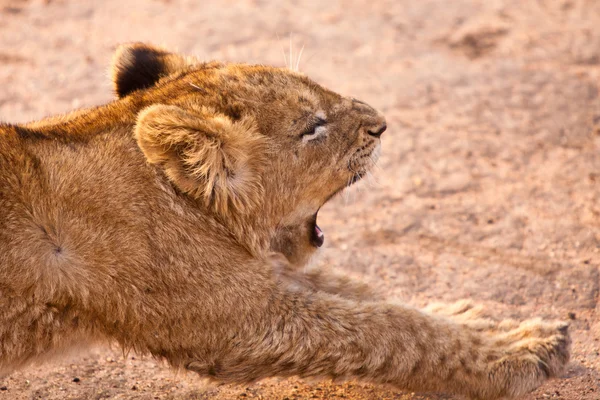 Baby løve strækker sig - Stock-foto
