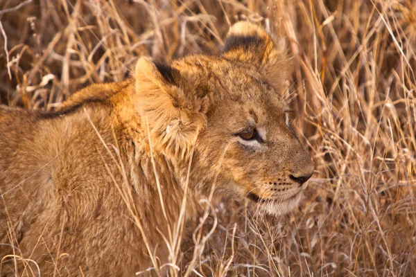 Дитячий лев, що ходить по траві — стокове фото