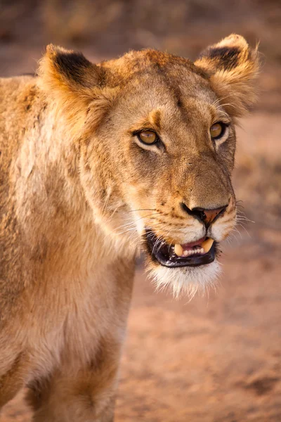 Θηλυκό λιοντάρι, περπατώντας μέσα από το γρασίδι — Φωτογραφία Αρχείου
