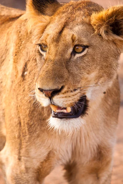 Θηλυκό λιοντάρι, περπατώντας μέσα από το γρασίδι — Φωτογραφία Αρχείου