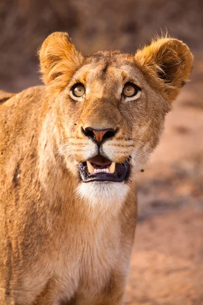 Leão fêmea caminhando pela grama — Fotografia de Stock