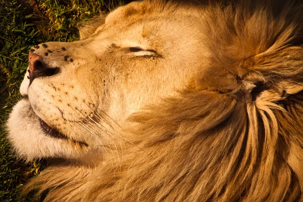 Leone maschio che dorme — Foto Stock