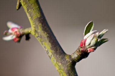 Blossom closeup içinde ağaç