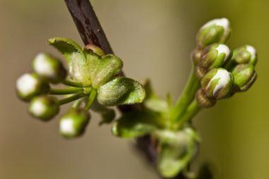 Blossom closeup içinde ağaç