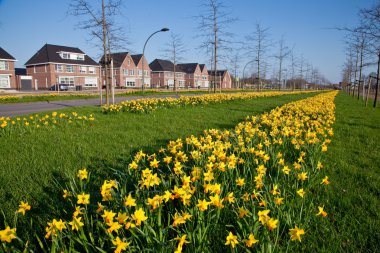 Row of narcissus flowers in the verge of a road clipart