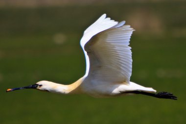 Large white spoonbill bird flying above a grassland clipart