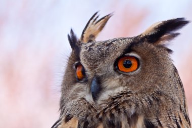 içinde closeup büyük kartal baykuş