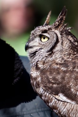 Long eared owl in closeup clipart