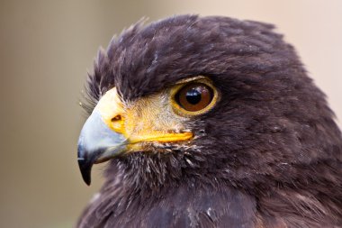 Young juvenile eagle in closeup clipart