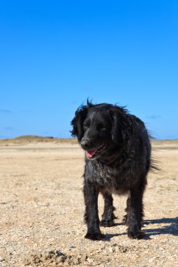 köpek sahilde kum tepeleri