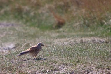 yer Juvenil kestral kuş