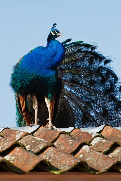 Pavão azul sentado em um telhado — Fotografia de Stock