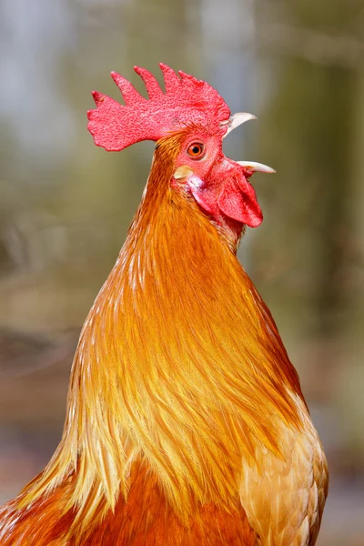 Red rooster bird in closeup — Stock Photo, Image