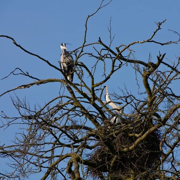 Couple oiseau héron gris assis sur le nid — Photo