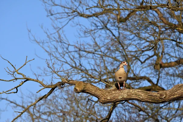 Gęsiówka egipska ptak siedzący na drzewie — Zdjęcie stockowe