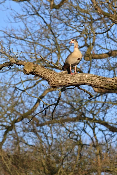 Pássaro de ganso egípcio sentado numa árvore — Fotografia de Stock