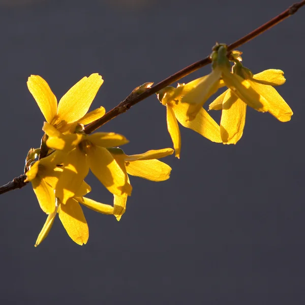 Forsythia bush blomma i närbild — Stockfoto