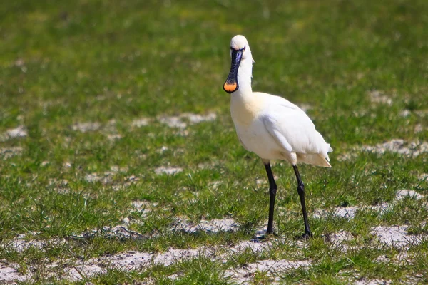 草地に大きな白いクロツラヘラサギ鳥立っています。 — ストック写真