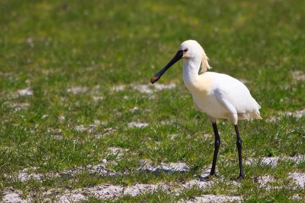 Grande uccello becco bianco in piedi in prateria — Foto Stock