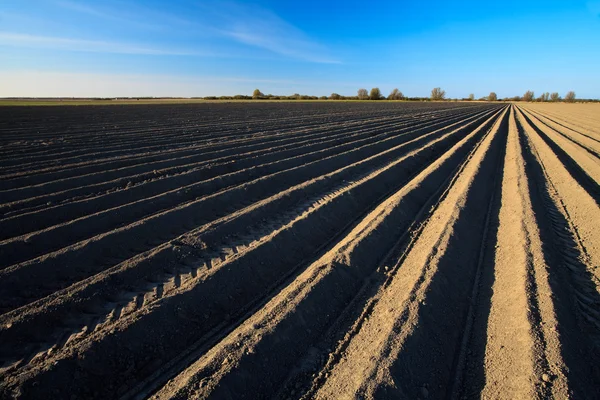 Cultivated potato field in spring time — Stock Photo, Image