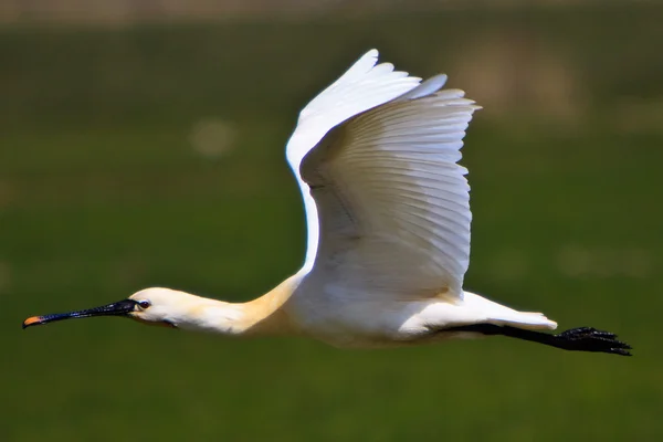 草地の上を飛んでいる大きな白いクロツラヘラサギ鳥 — ストック写真