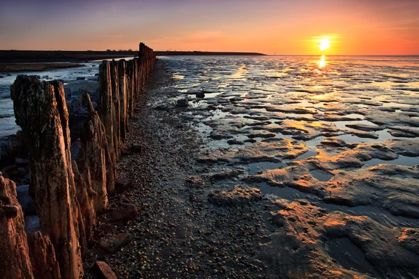 Polakker i havet ved solnedgang - Stock-foto