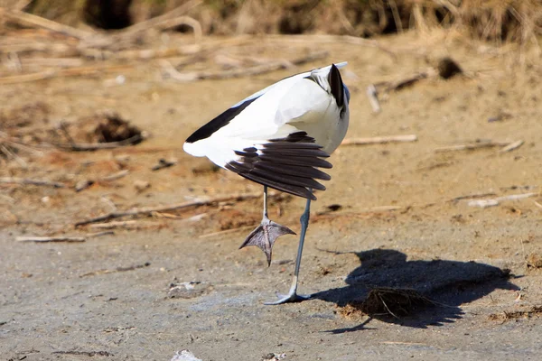 白 avocet 鸟睡在水附近 — 图库照片