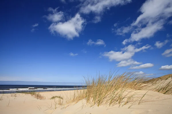 Písečné duny v blízkosti moře — Stock fotografie