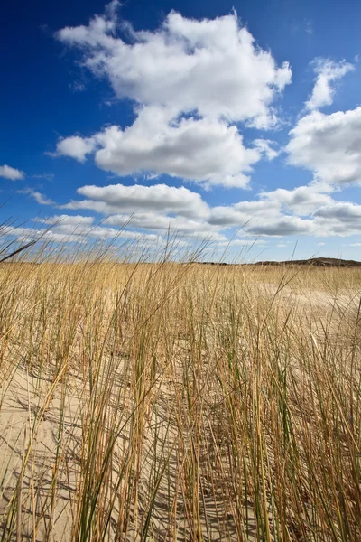Песчаные дюны у моря — стоковое фото